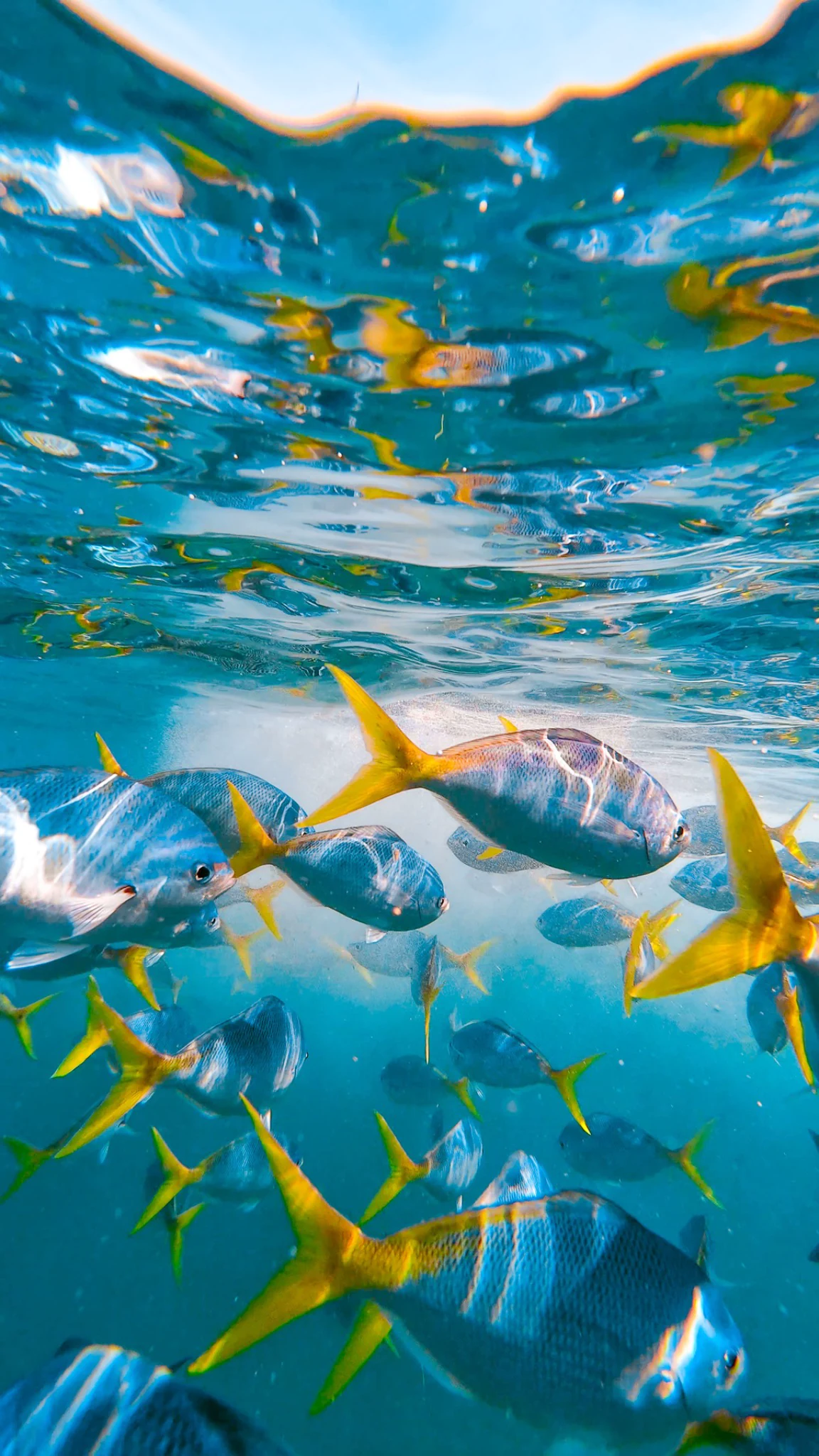 snorkellen mallorca